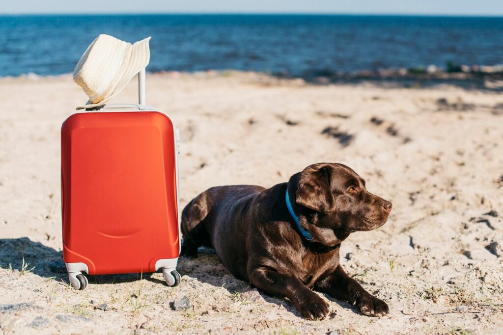 Pakk et reisesett til hunden din
